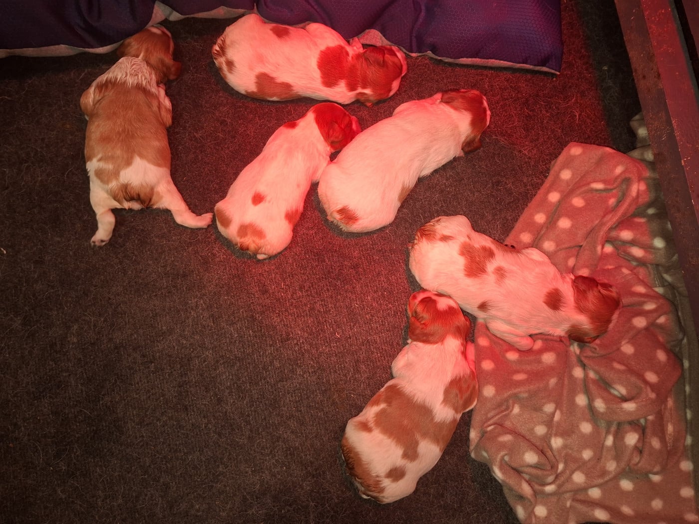 Chiot N°5 - Epagneul Breton