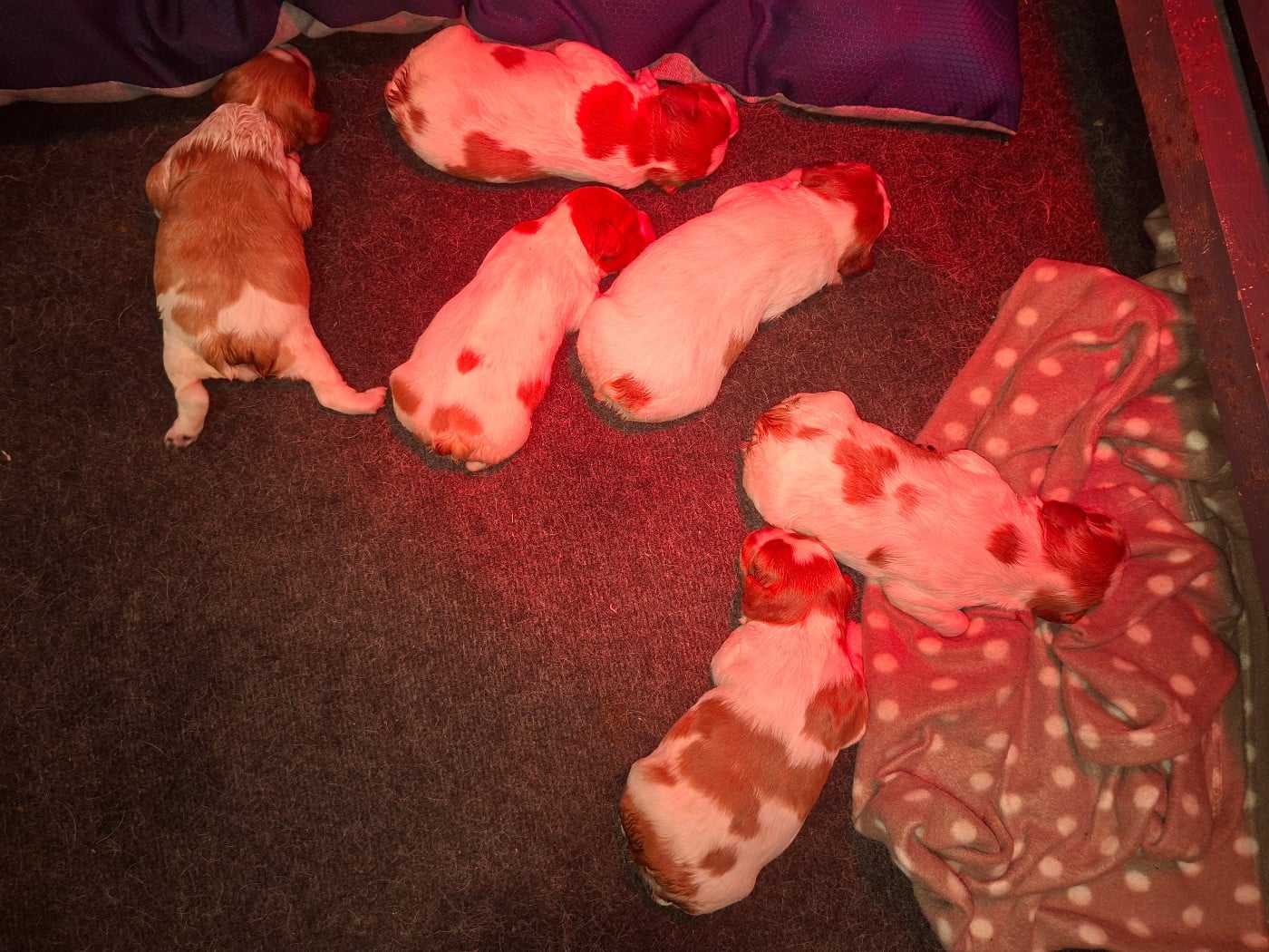 Chiot N°1
