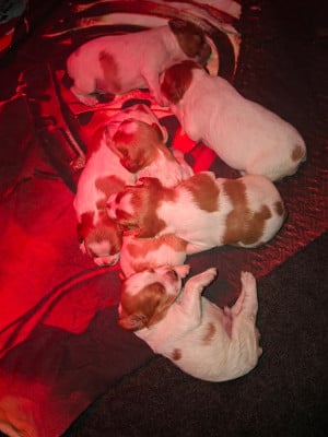 Les chiots de Epagneul Breton
