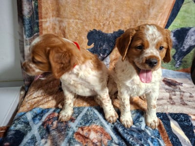 Les chiots de Epagneul Breton