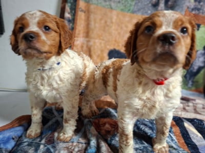 Les chiots de Epagneul Breton
