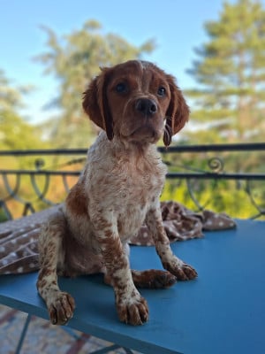 Les chiots de Epagneul Breton
