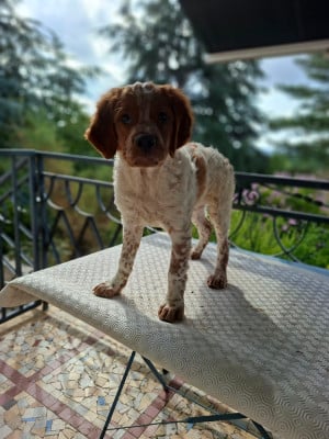 Les chiots de Epagneul Breton