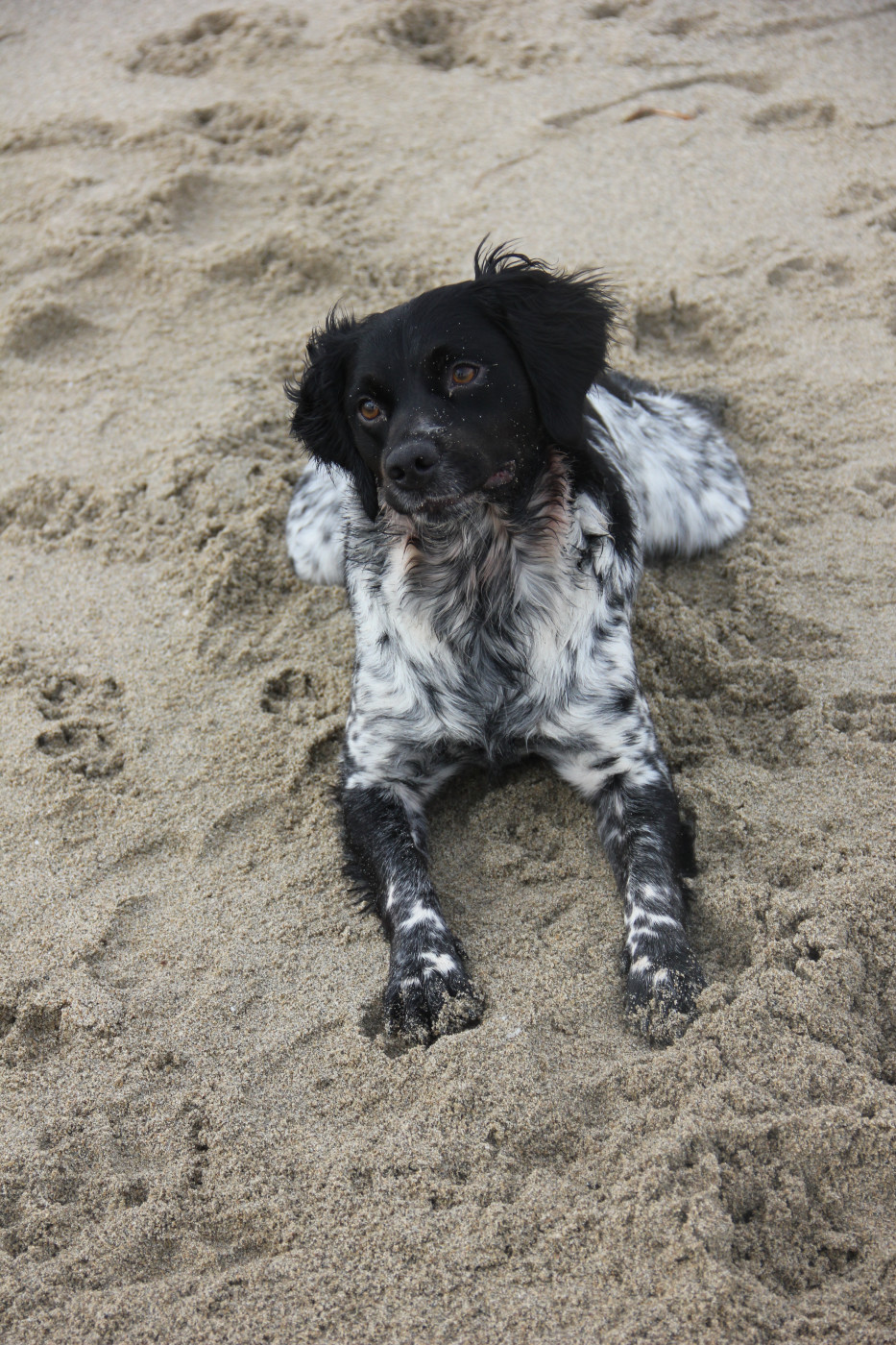 Vickie Ô Flash Du Kerr Si - Attribution du Titre SCC