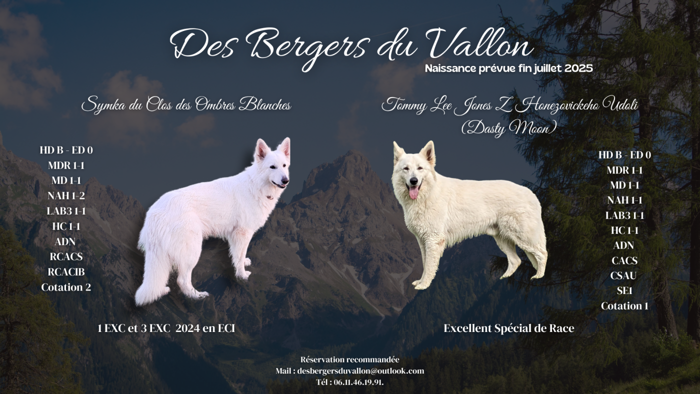 Berger Blanc Suisse - Des Bergers Du Vallon
