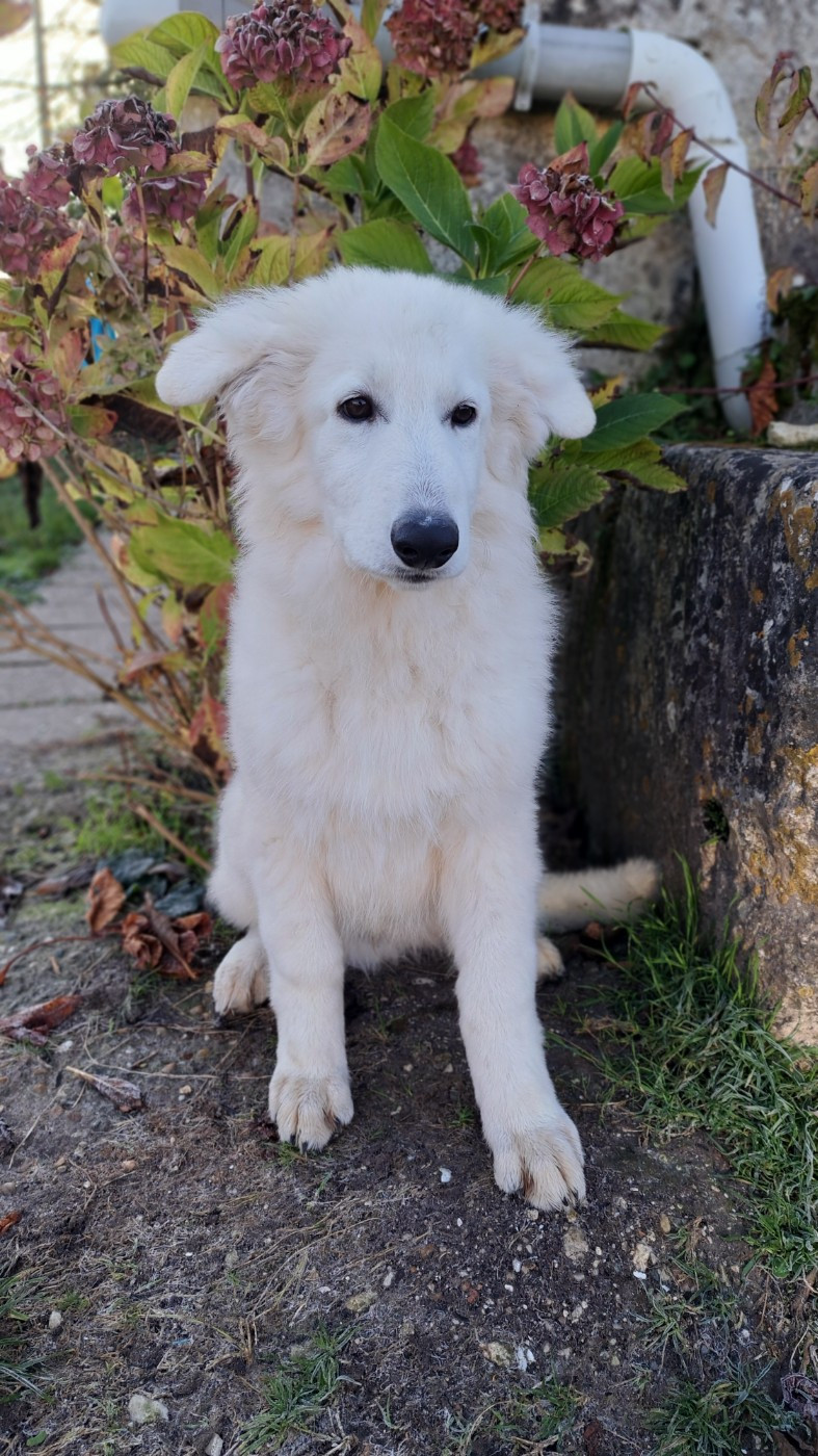 AZUR ALASKA Z DES BERGERS DU VALLON