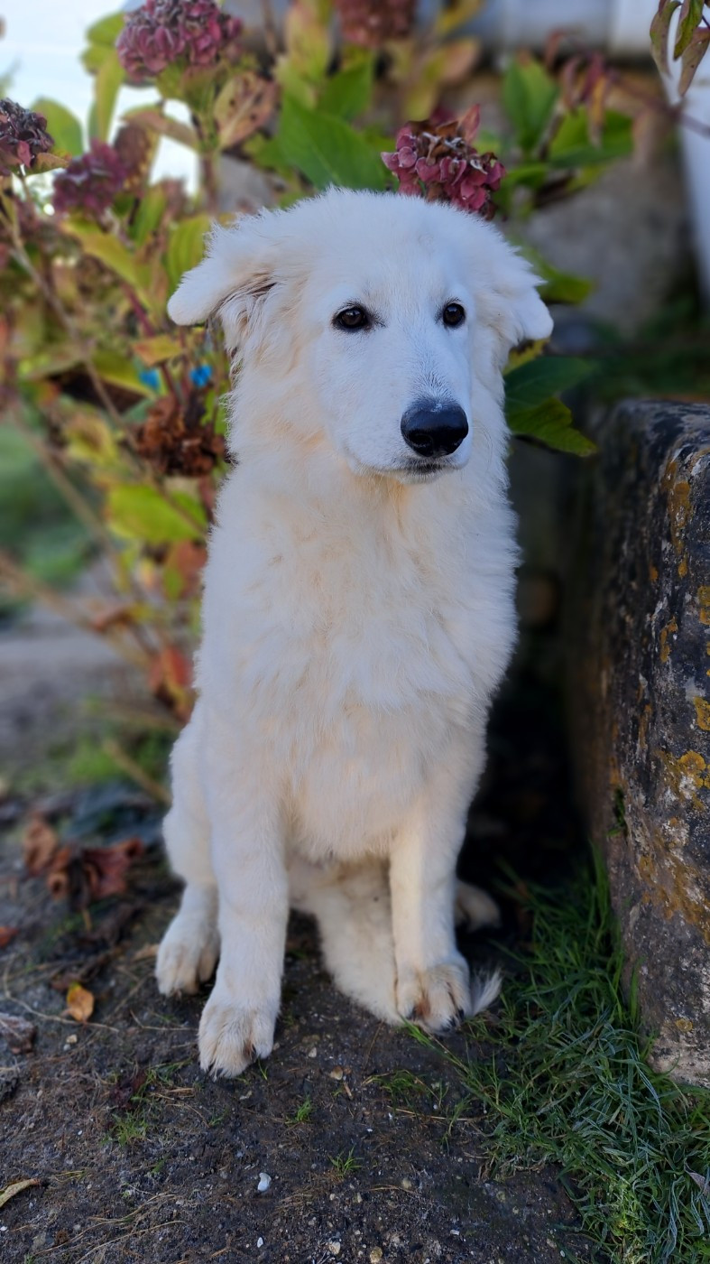 AZUR ALASKA Z DES BERGERS DU VALLON