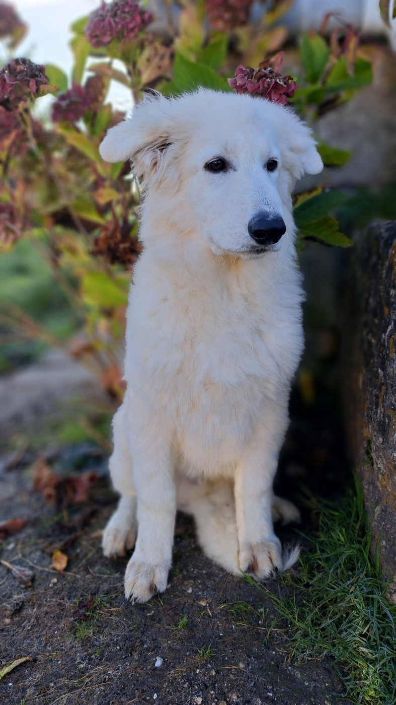 AZUR ALASKA Z DES BERGERS DU VALLON