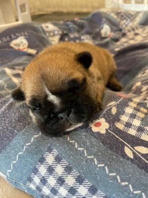 Les chiots de Bouledogue français