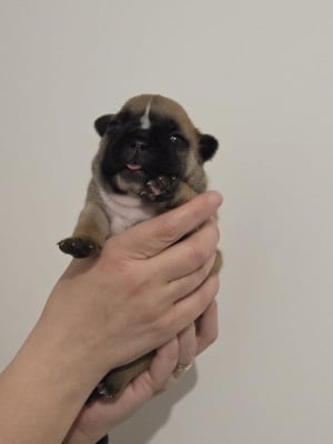 Les chiots de Bouledogue français