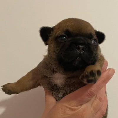 Les chiots de Bouledogue français