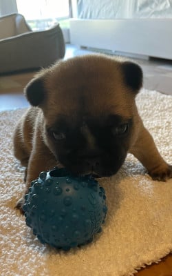 Les chiots de Bouledogue français