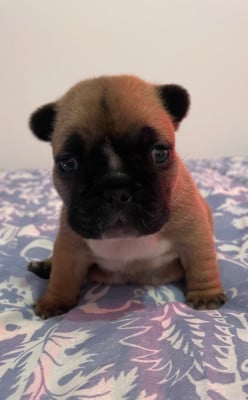 Les chiots de Bouledogue français