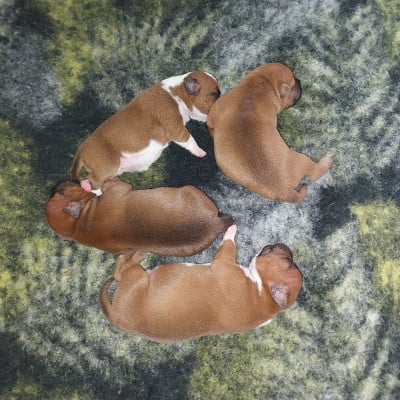 Les chiots de Staffordshire Bull Terrier