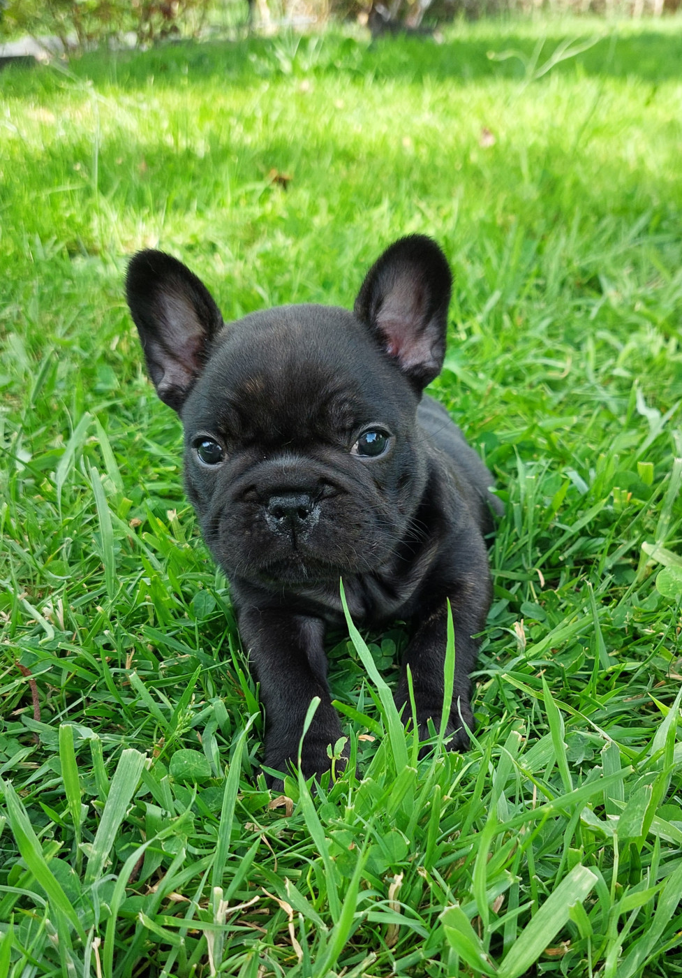 Bella