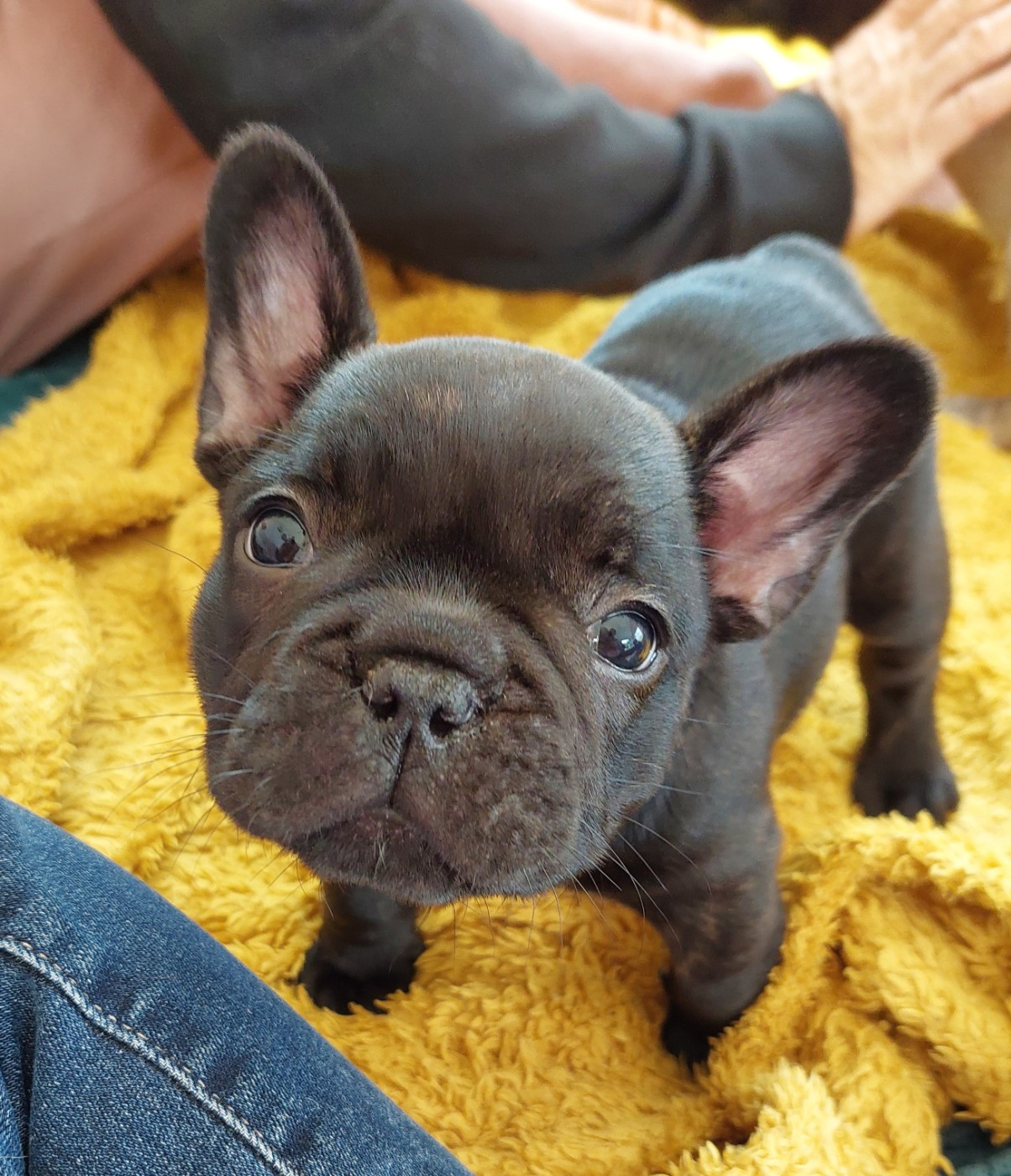 Bella