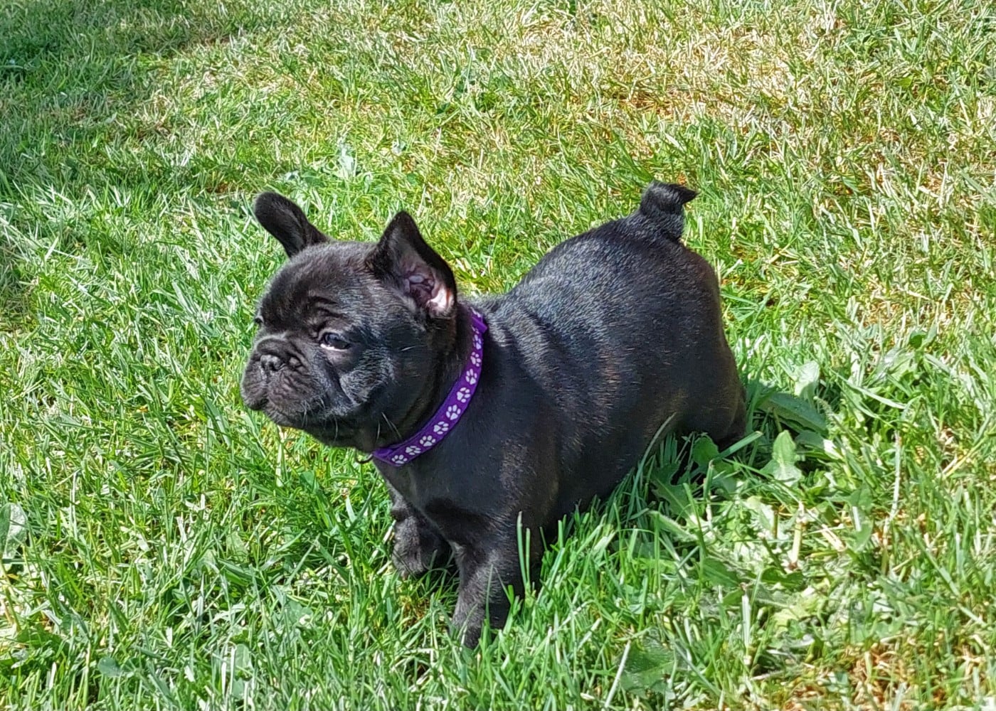 Bella