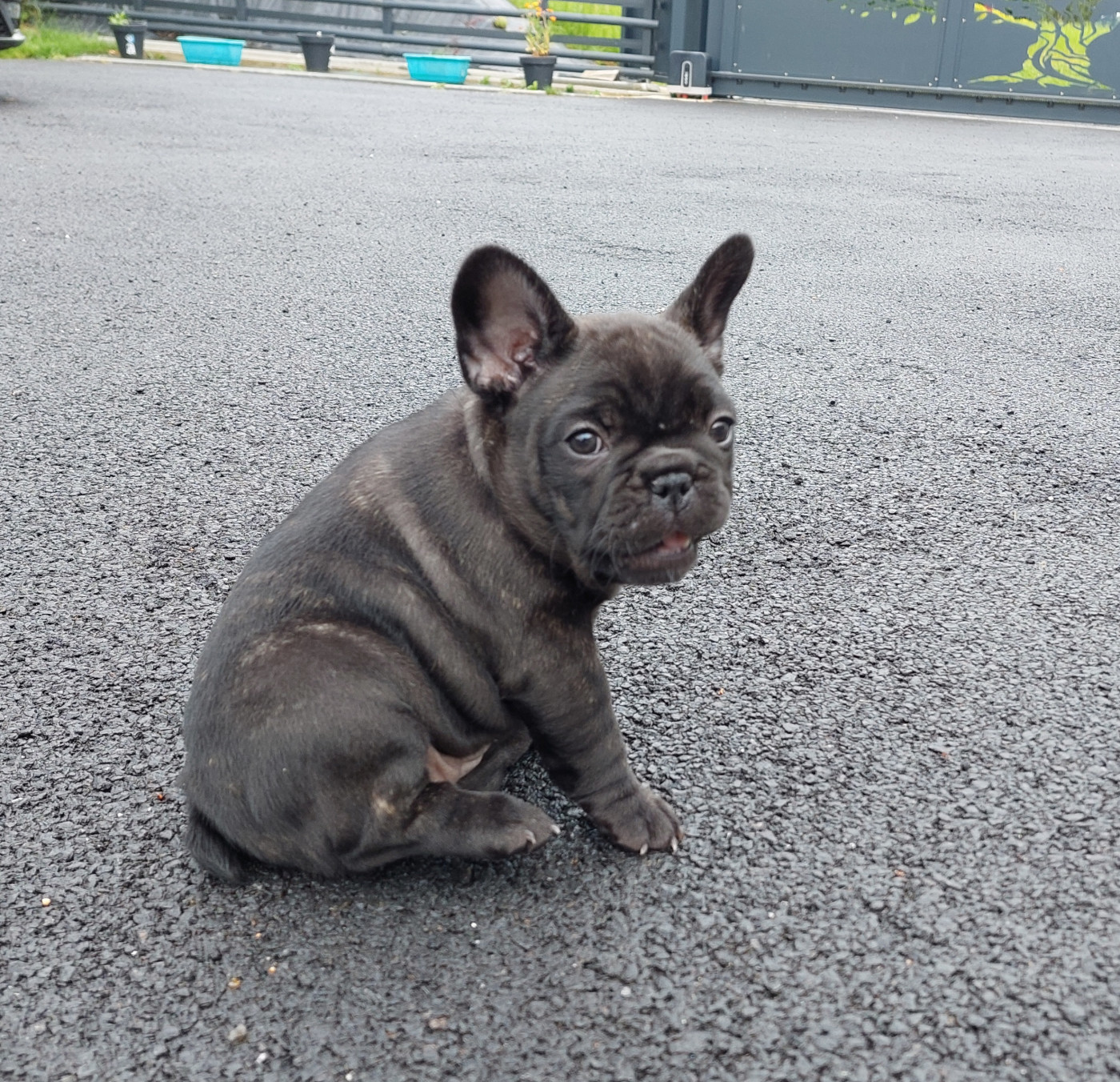 Bella