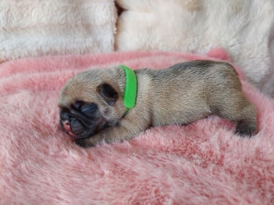 Les chiots de Bouledogue français