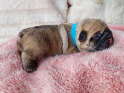 Les chiots de Bouledogue français