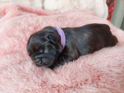 Les chiots de Bouledogue français