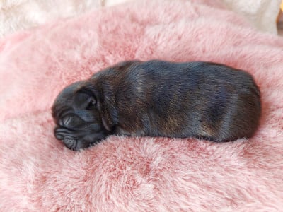 Les chiots de Bouledogue français