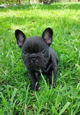 Les chiots de Bouledogue français