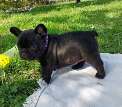 Les chiots de Bouledogue français
