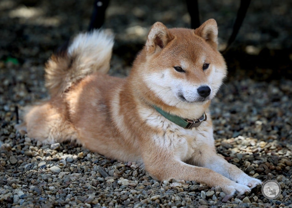 Tanako  De Matatizo Hakuna