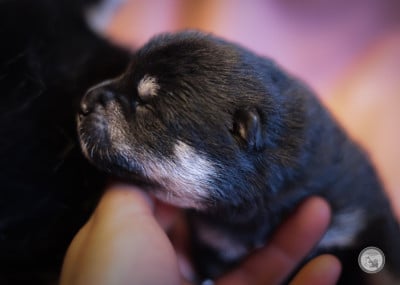 CHIOT 4 - Shiba