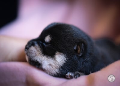 CHIOT 5 - Shiba