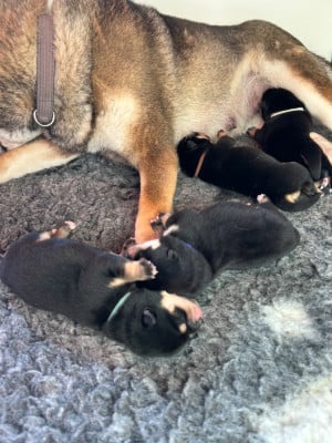 Les chiots de Shiba