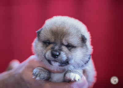 Les chiots de Shiba