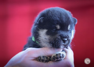 Les chiots de Shiba