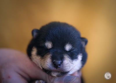 Les chiots de Shiba
