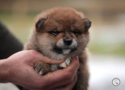 Les chiots de Shiba
