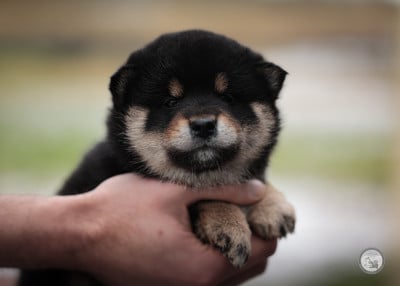 Les chiots de Shiba