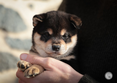 Les chiots de Shiba
