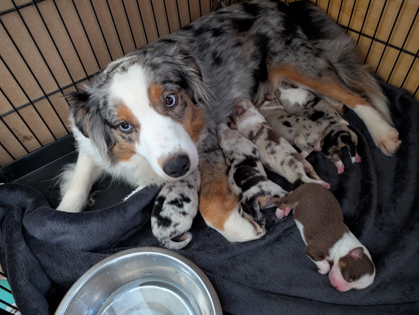 Berger Américain Miniature  - Du Rocher De Garla