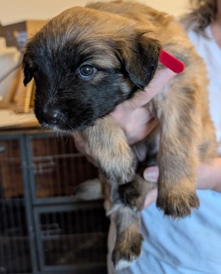 Les chiots de Berger des Pyrenees à poil long