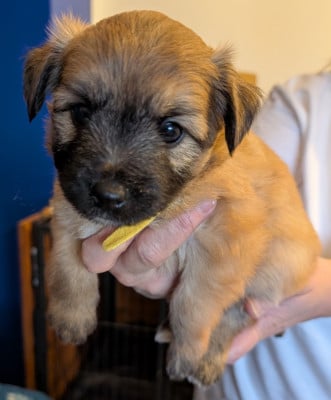Les chiots de Berger des Pyrenees à poil long
