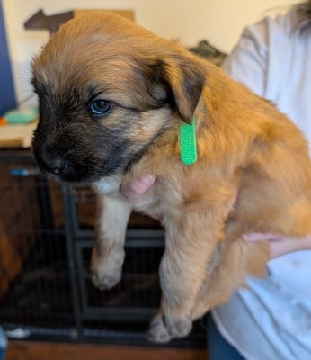 Les chiots de Berger des Pyrenees à poil long