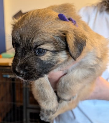 Les chiots de Berger des Pyrenees à poil long