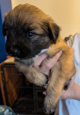 Les chiots de Berger des Pyrenees à poil long