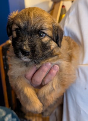 Les chiots de Berger des Pyrenees à poil long