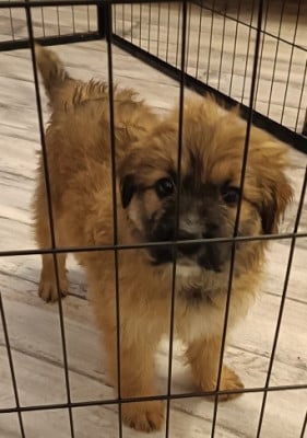 Les chiots de Berger des Pyrenees à poil long