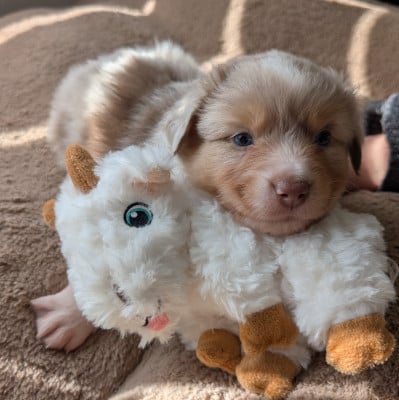 Les chiots de Berger Américain Miniature 