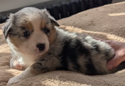 Les chiots de Berger Américain Miniature 