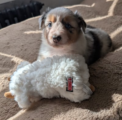 Les chiots de Berger Américain Miniature 