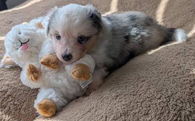 Les chiots de Berger Américain Miniature 